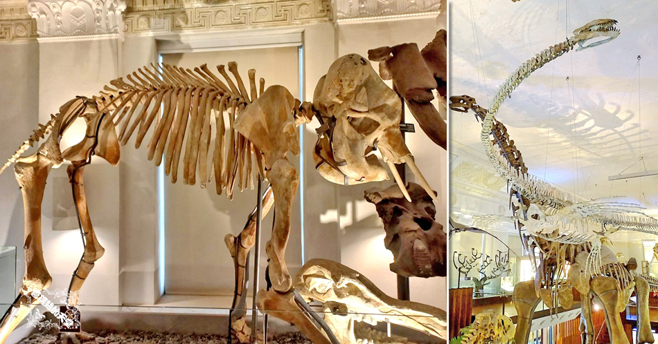 Read more about the article 【台北室內景點】國立臺灣博物館古生物館：(土銀展示館)-來看超大恐龍和金庫體驗