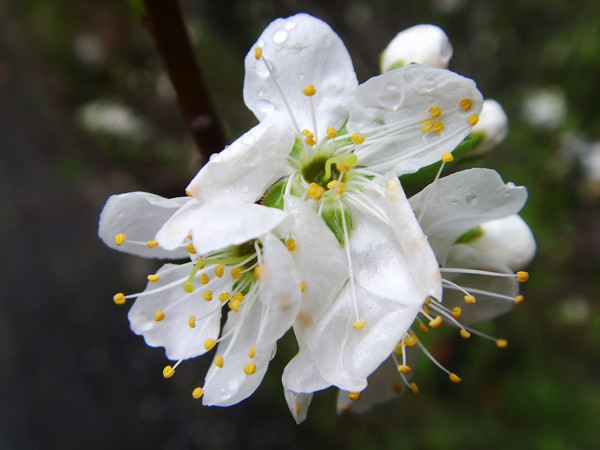 Read more about the article 【花蓮】花蓮一日遊，林田山＋兆豐農場等，花蓮真是好美景