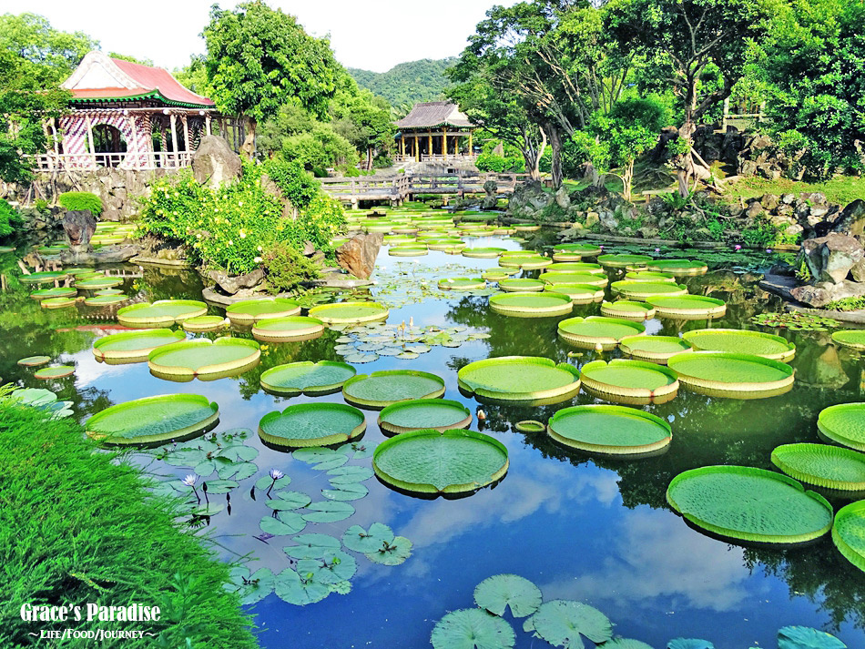 Read more about the article 【士林景點】台北也可以看到大王蓮盛開美景就在雙溪公園，免規劃還可順遊故宮、士林官邸與士林夜市！