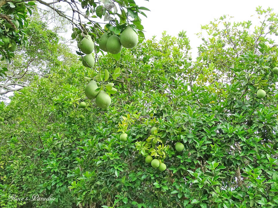 龍騰斷橋-苗栗景點 (13).jpg