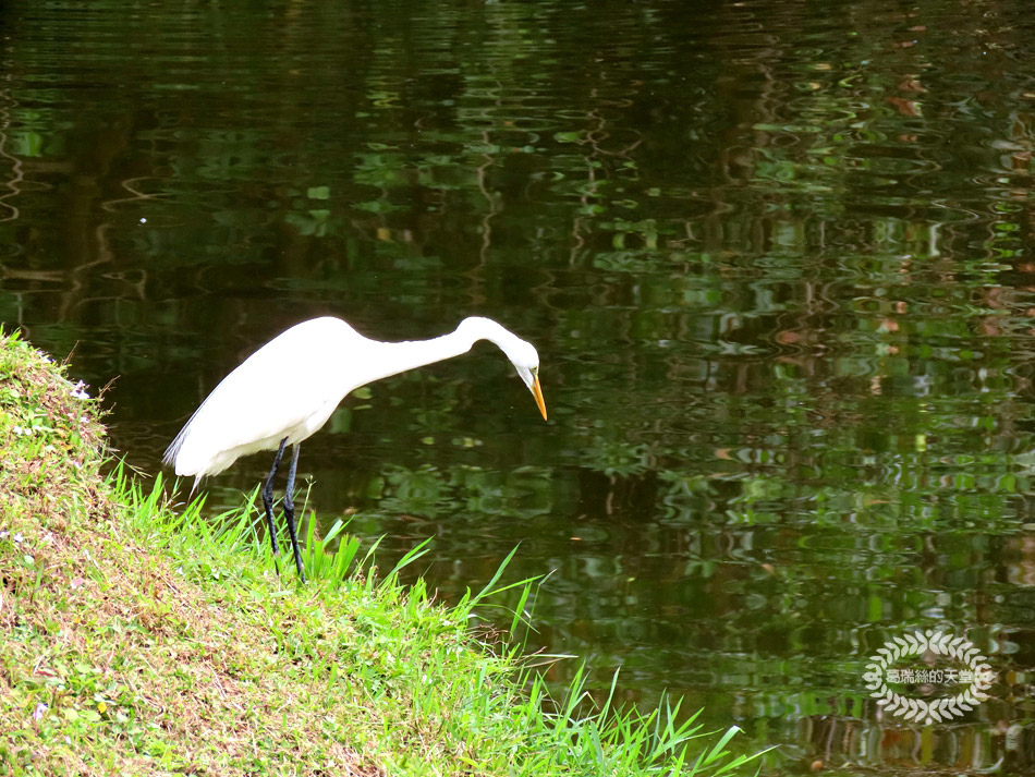 南港景點-南港公園 (33).jpg