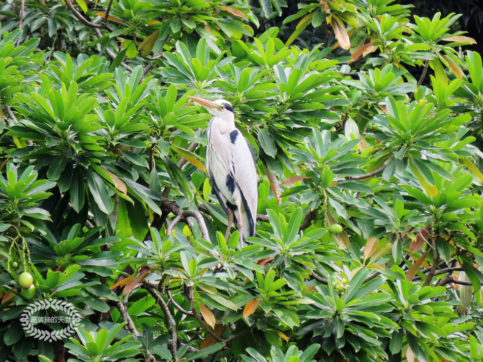 南港景點-南港公園 (37).jpg