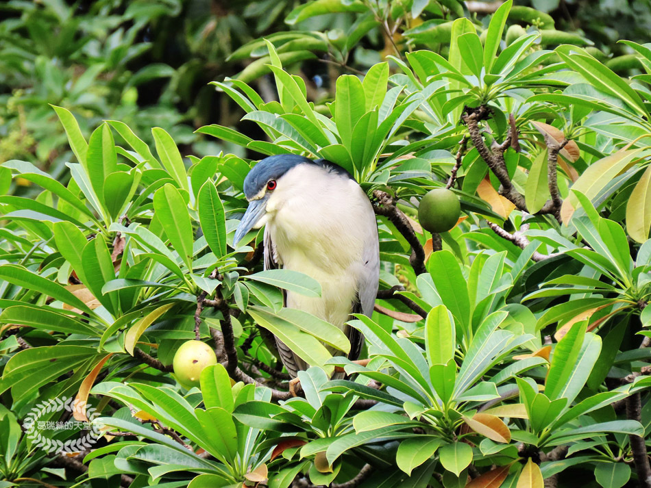 南港景點-南港公園 (40).jpg