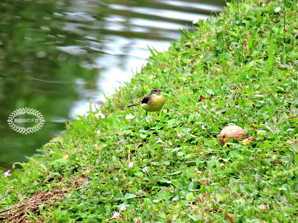 南港景點-南港公園 (45).jpg