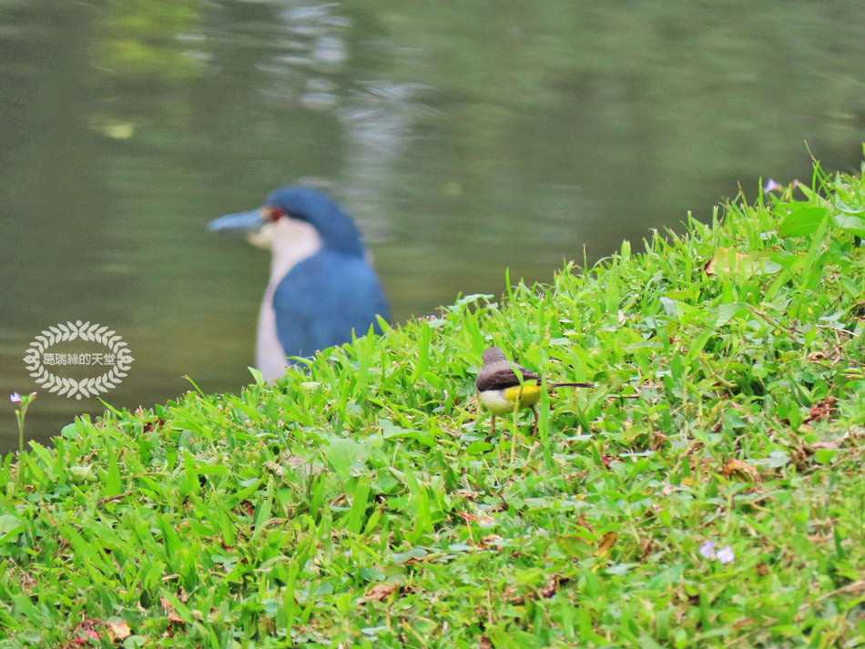 南港景點-南港公園 (46).jpg