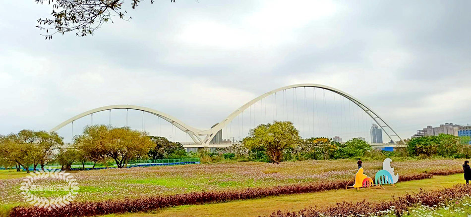 新月橋-波斯菊花海 (14).jpg