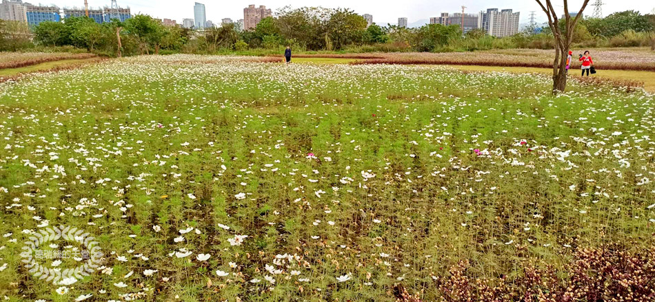 新月橋-波斯菊花海 (16).jpg