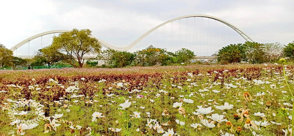 新月橋-波斯菊花海 (15).jpg