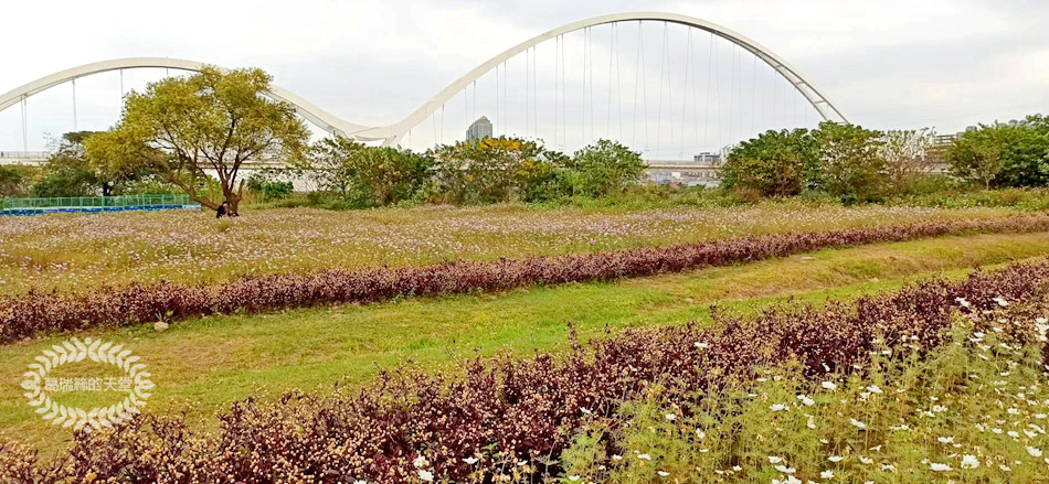 新月橋-波斯菊花海 (17).jpg