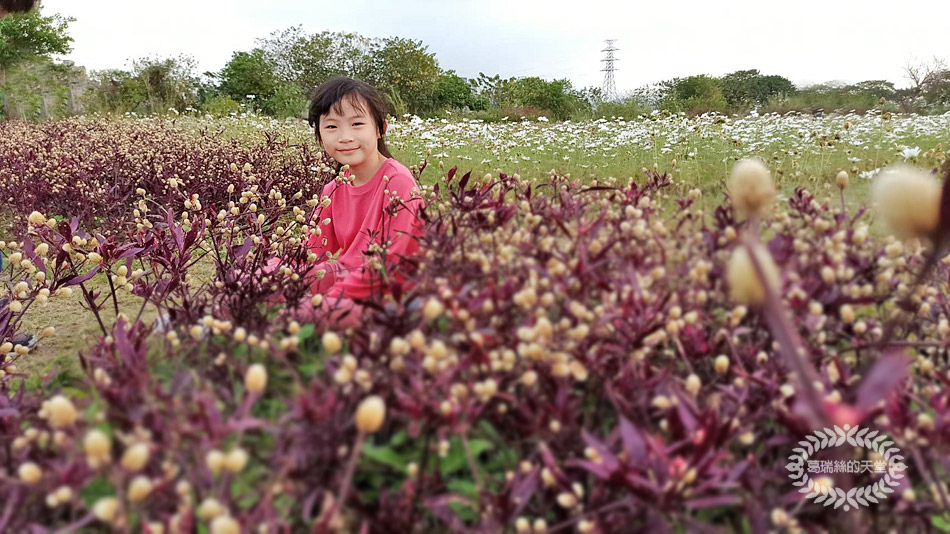 新月橋-波斯菊花海 (20).jpg