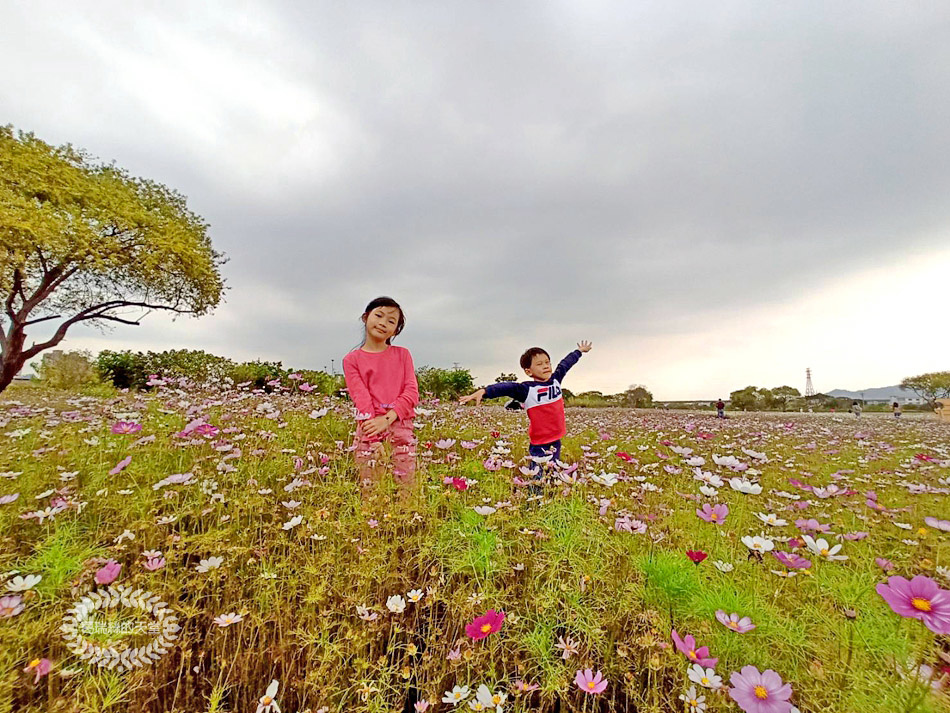 新月橋-波斯菊花海 (25).jpg