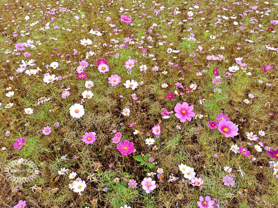 新月橋-波斯菊花海 (27).jpg