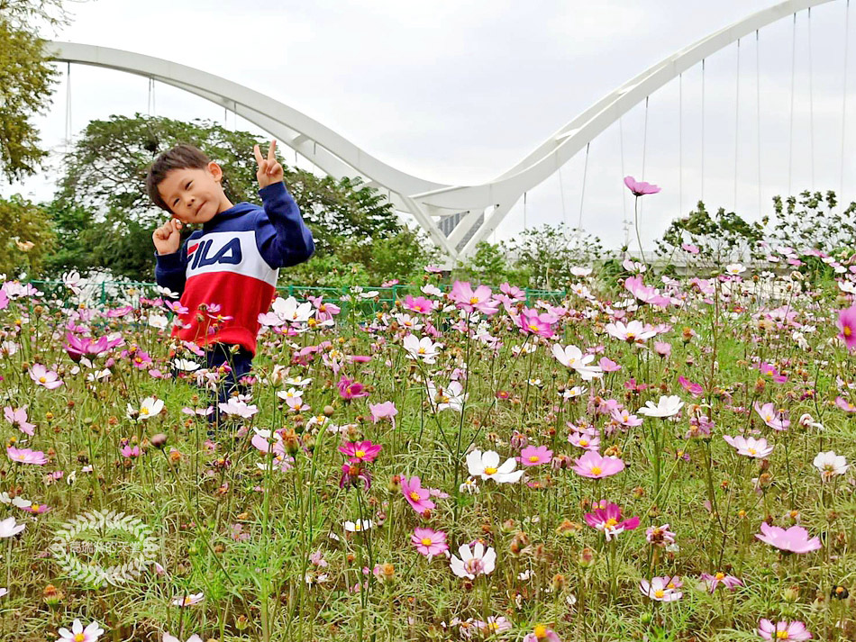 Read more about the article 新莊新月橋-波斯菊花海盛開，夜晚還有七彩光雕通通免費拍