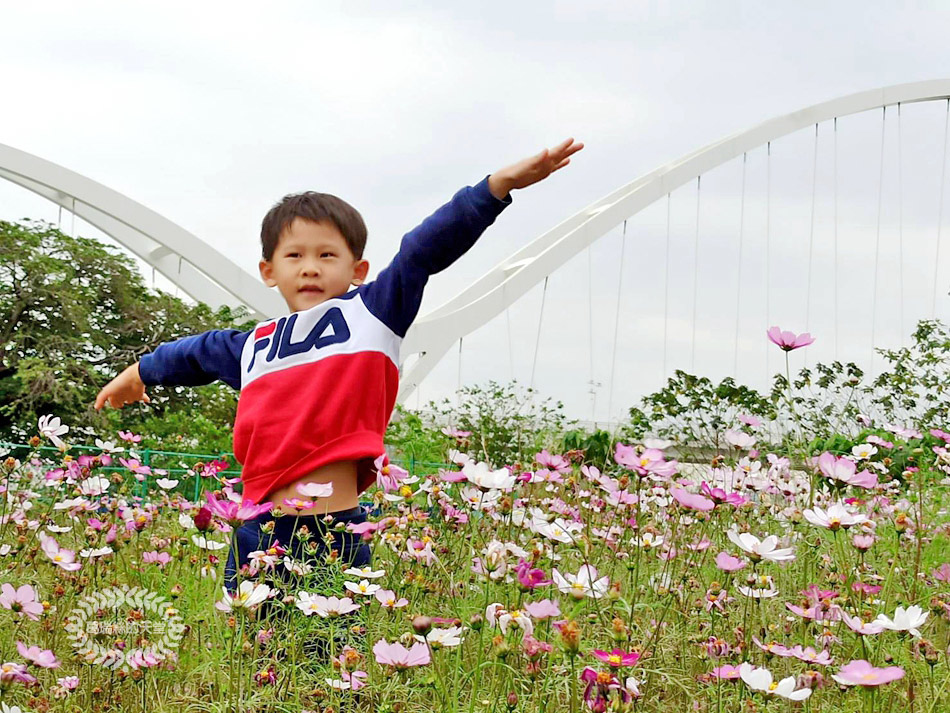 新月橋-波斯菊花海 (31).jpg