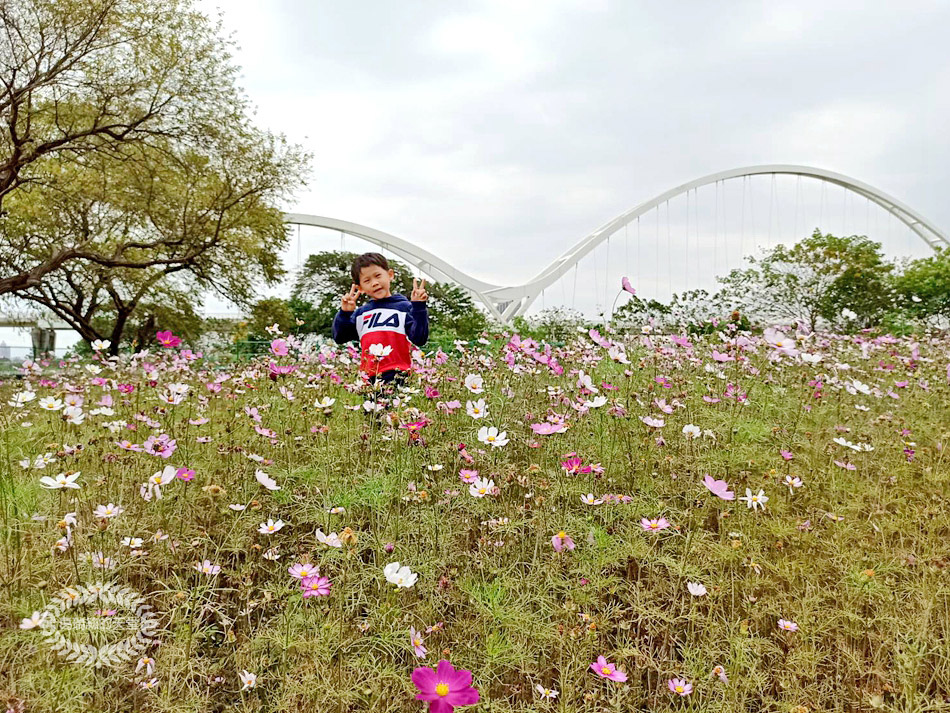 新月橋-波斯菊花海 (32).jpg