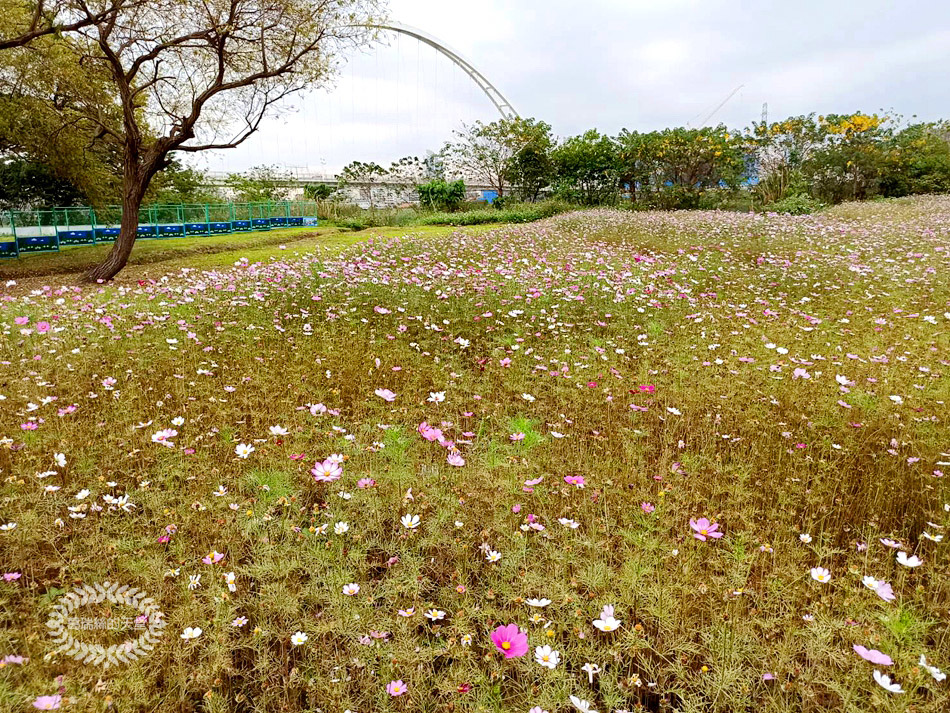 新月橋-波斯菊花海 (34).jpg