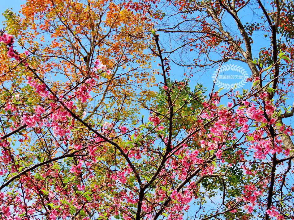 內湖景點-大溝溪生態治水園區 (5).jpg