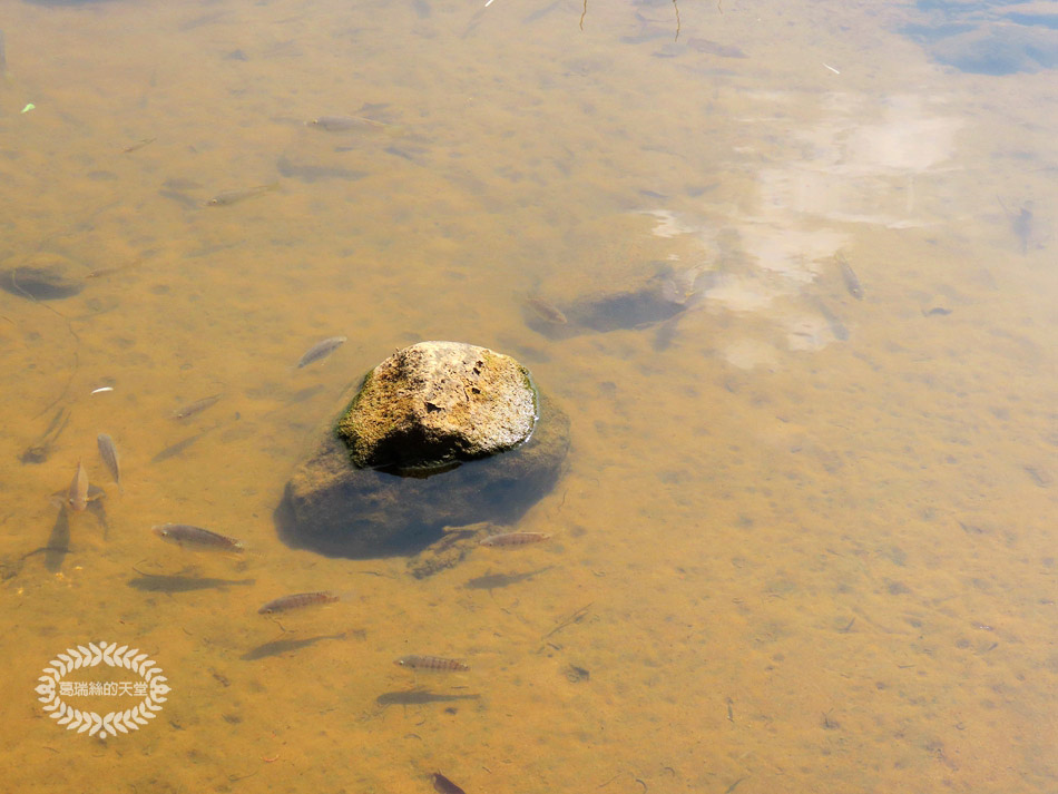 內湖景點-大溝溪生態治水園區 (32).jpg