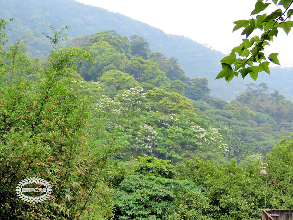 土城景點-桐花公園 (6).jpg