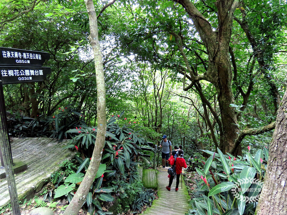 土城景點-桐花公園 (7).jpg