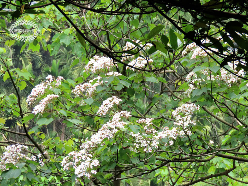 土城景點-桐花公園 (41).jpg