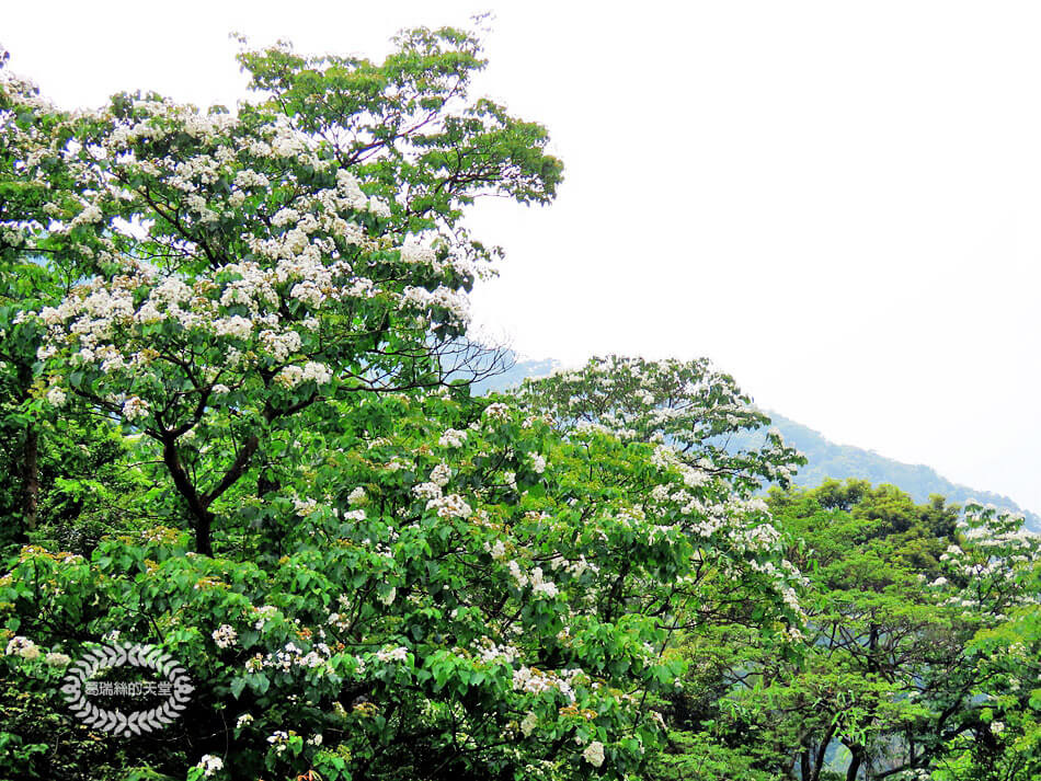 土城景點-桐花公園 (47).jpg