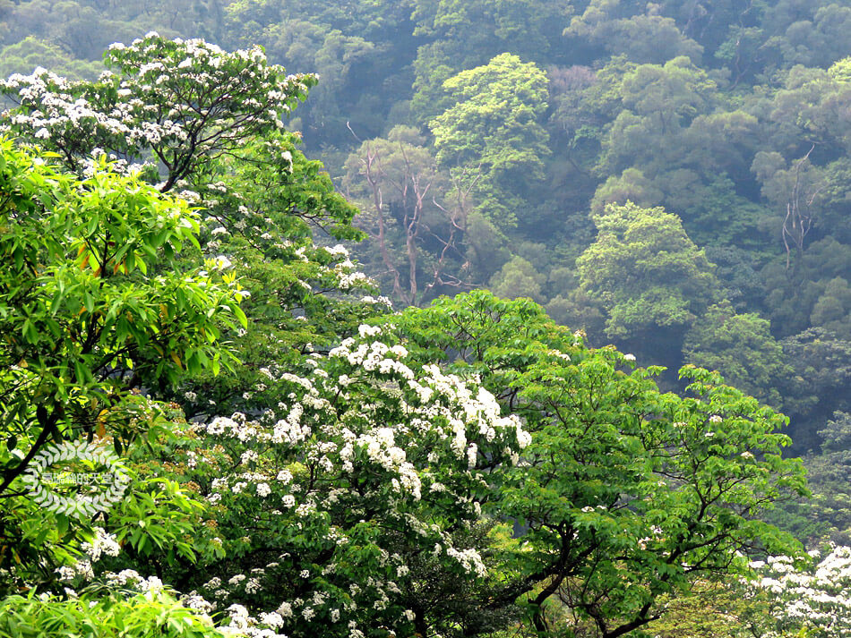 土城景點-桐花公園 (46).jpg