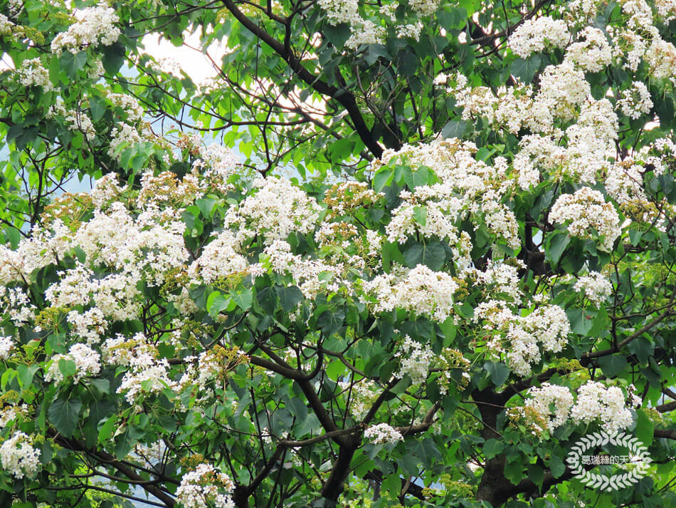 土城景點-桐花公園 (48).jpg