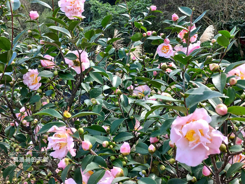 三芝特色公園-櫻花公園遊戲場-三芝櫻花水車園區 (9).jpg