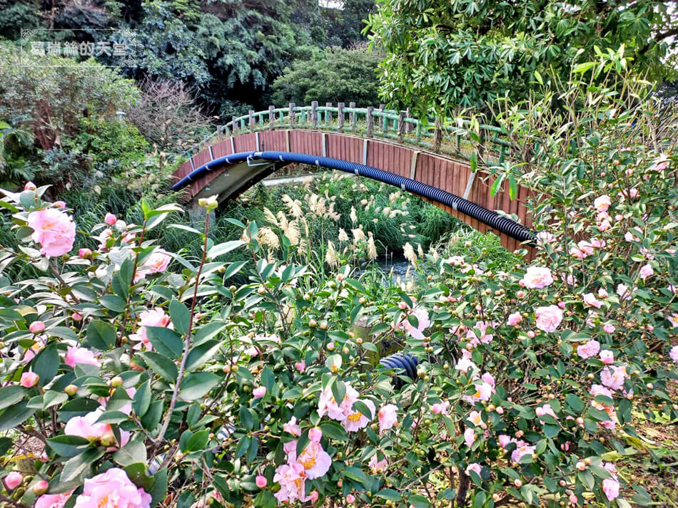 三芝特色公園-櫻花公園遊戲場-三芝櫻花水車園區 (7).jpg