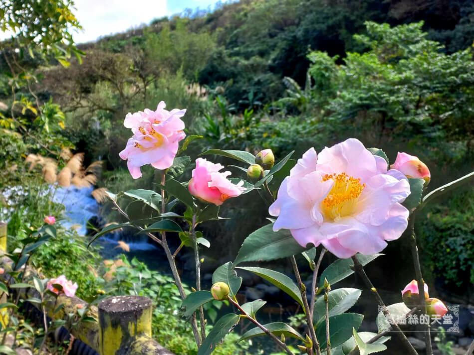 三芝特色公園-櫻花公園遊戲場-三芝櫻花水車園區 (8).jpg