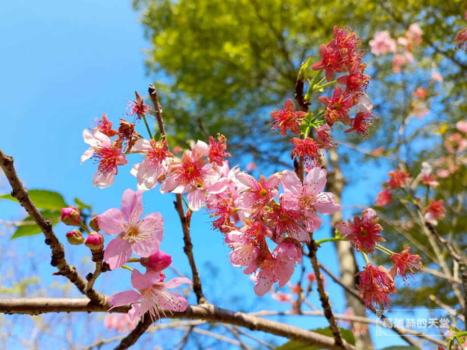 新北特色公園-樹林景觀萬坪公園 (4).jpg