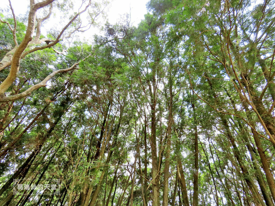 桃園景點-角板山行館 (16).JPG