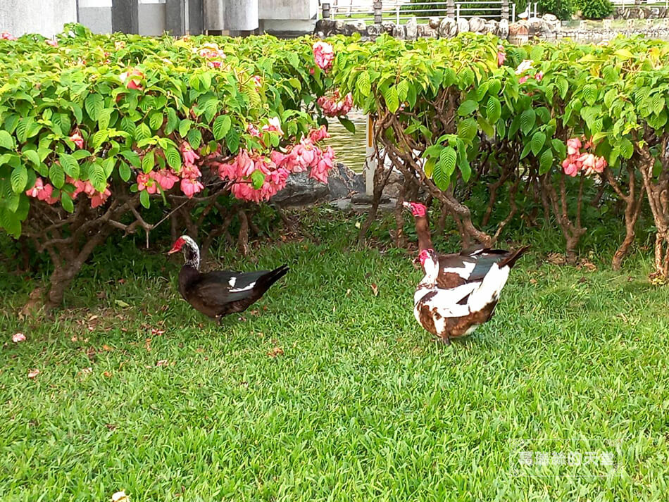 台中親子景點-豐樂雕塑公園 (22).jpg