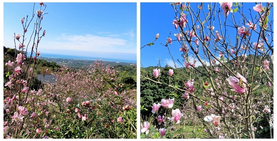 Read more about the article 【淡水景點】楓樹湖步道-望向海平線的視野，木蓮花爆發，滿山花兒超美麗