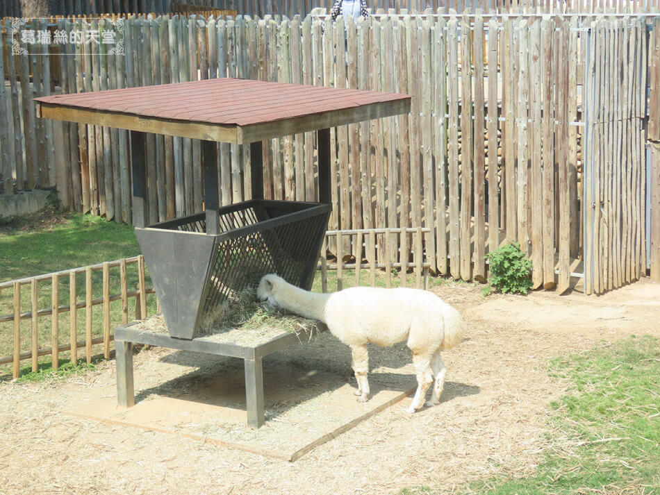 新竹公園餐廳-新竹動物園附近餐廳推薦-森林食堂&野餐市集  (13).JPG