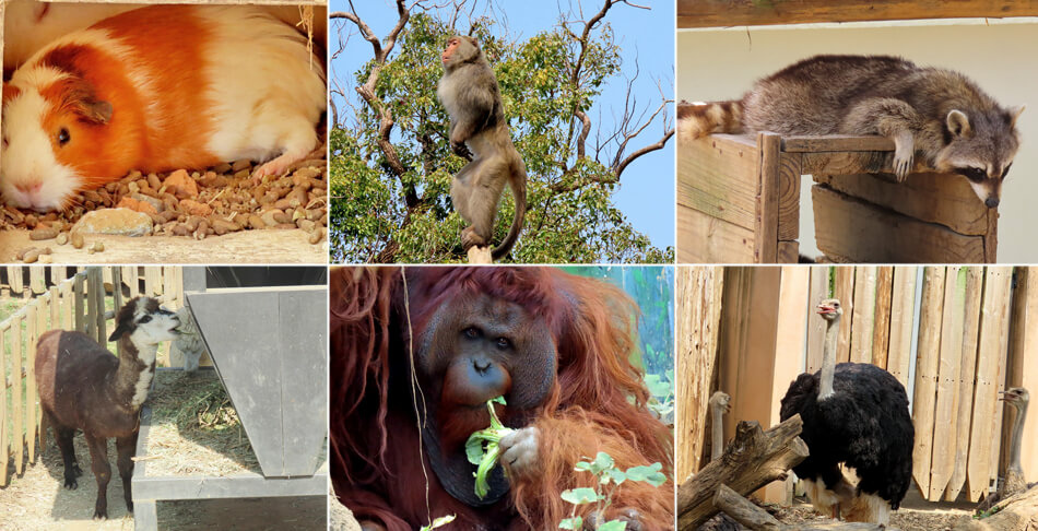 Read more about the article 【新竹景點】新竹市立動物園-門票最貴只要50元，無籠環境、近距離看動物，適合親子遊