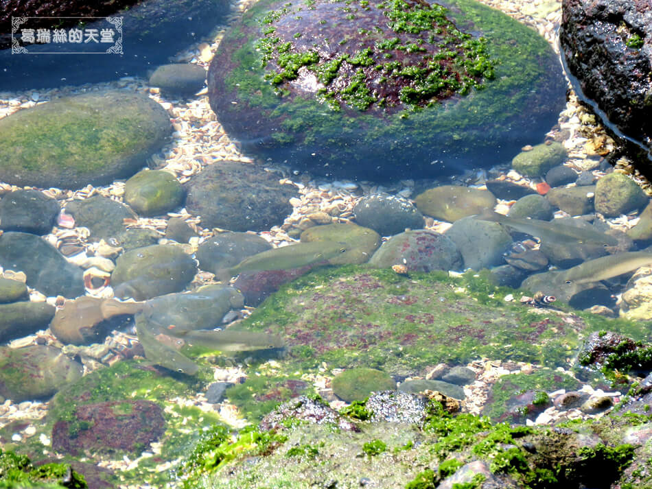 北部玩水景點-北海岸景點-石門洞 (42).JPG